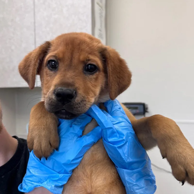 A baby small-sized female Golden Mixed Breed dog named Mouse for adoption in Columbiana, AL