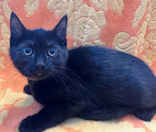 A baby small-sized female Domestic Short Hair cat named Carrie for adoption in Staten Island, NY