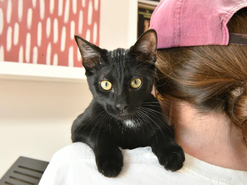 A young medium-sized male Black Domestic Short Hair cat named Belk for adoption in Fairhope, AL