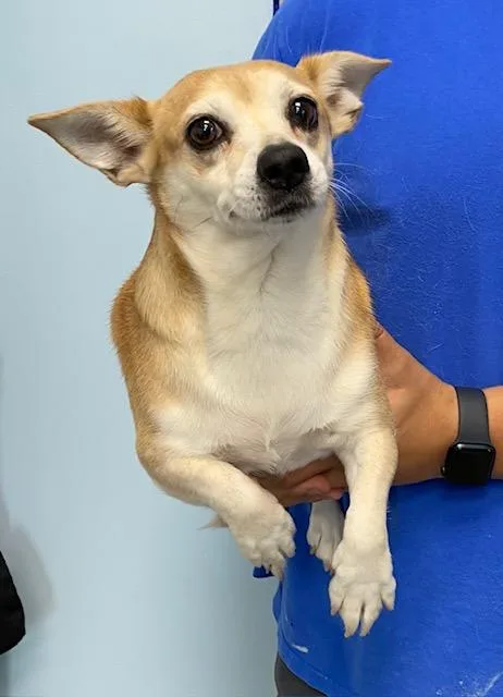 An adult small-sized female Apricot / Beige Corgi dog named Gremlin for adoption in Albany, NY