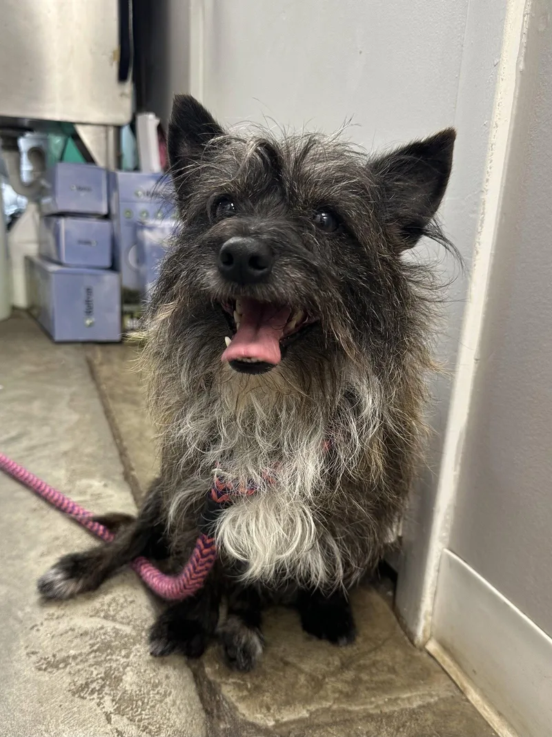 An adult small-sized male Cairn Terrier dog named Rocky Balboa NJ for adoption in Rockaway, NJ