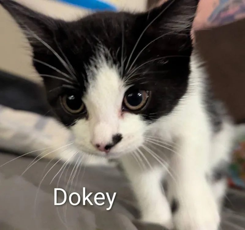 A baby medium-sized female Domestic Short Hair cat named Dokey for adoption in Fort Mill, SC