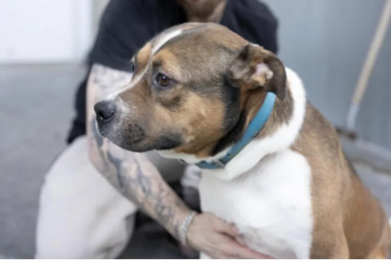 An adult medium-sized male Brown / Chocolate Mixed Breed dog named Smokey Joe for adoption in Terre Haute, IN