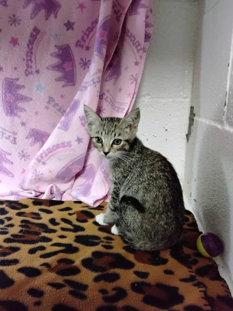 A baby small-sized female Domestic Short Hair cat named Surmise for adoption in Ada, OK