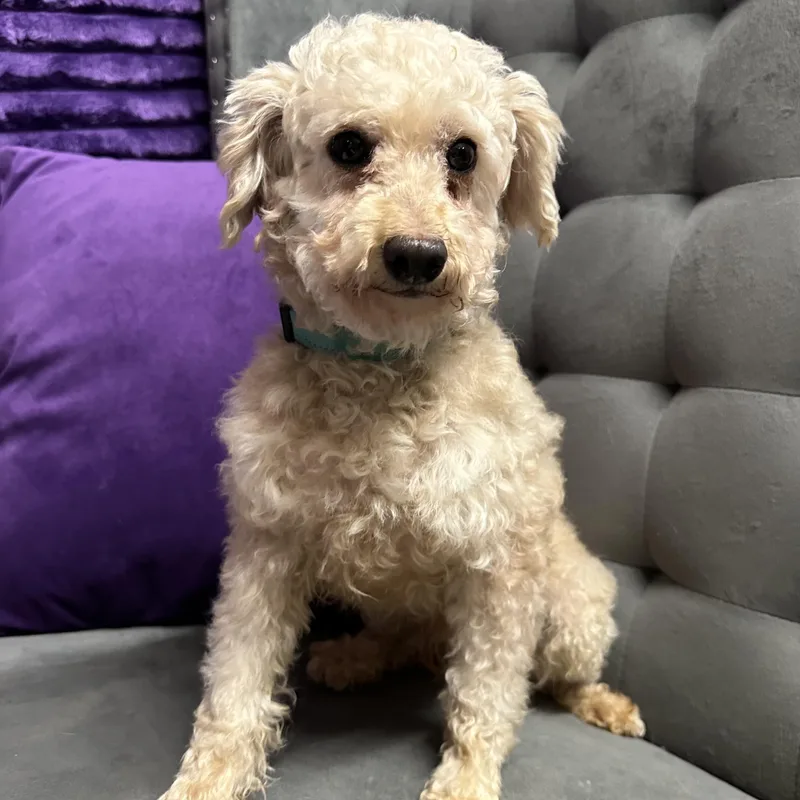An adult small-sized male Poodle dog named Santo for adoption in Hartland, WI