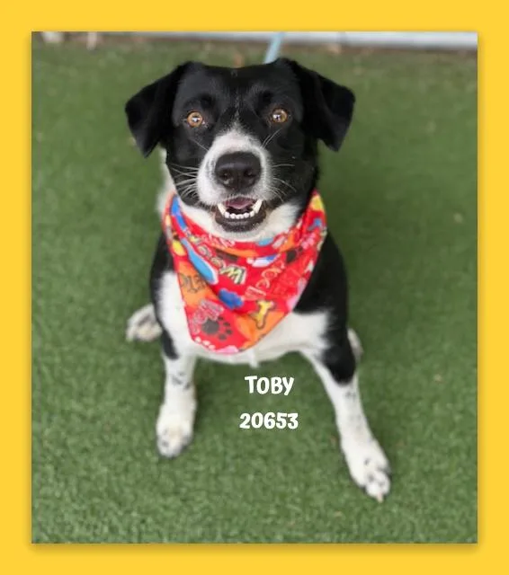 A young medium-sized male Black Border Collie dog named Toby for adoption in Marietta, GA