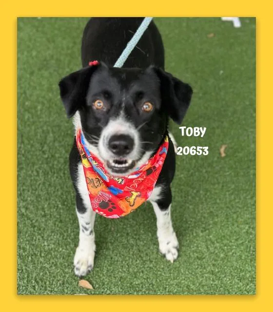 Toby thumbnail 2