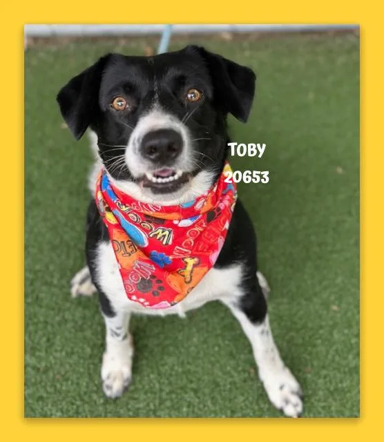 Toby thumbnail 3