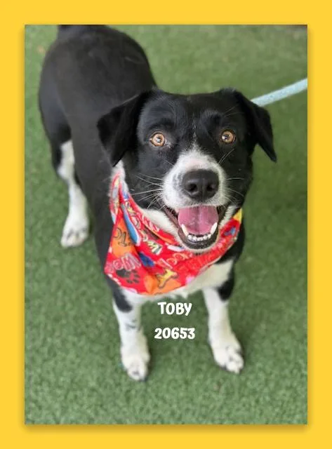 Toby thumbnail 4