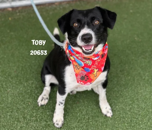 Toby thumbnail 5