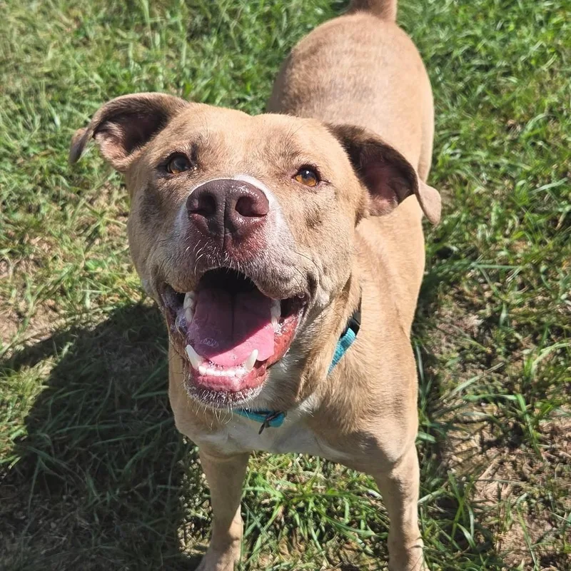 An adult large-sized male Apricot / Beige American Bulldog dog named Timothy for adoption in Shepherdsville, KY
