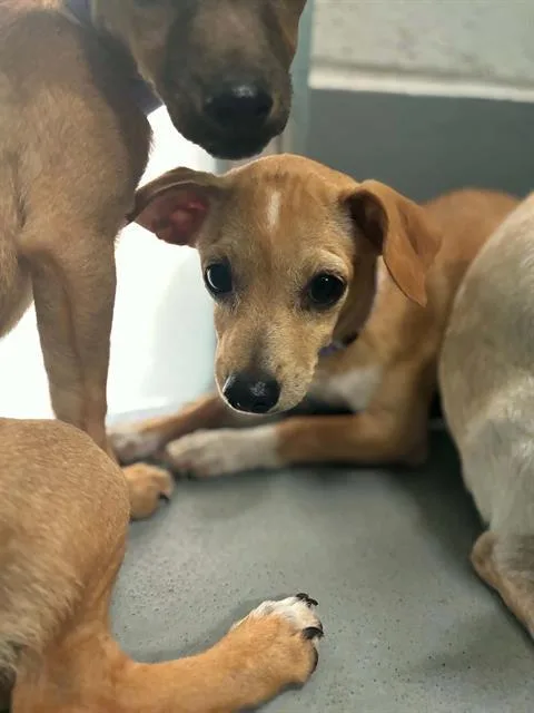 A baby small-sized female Chihuahua dog named A for adoption in Visalia, CA