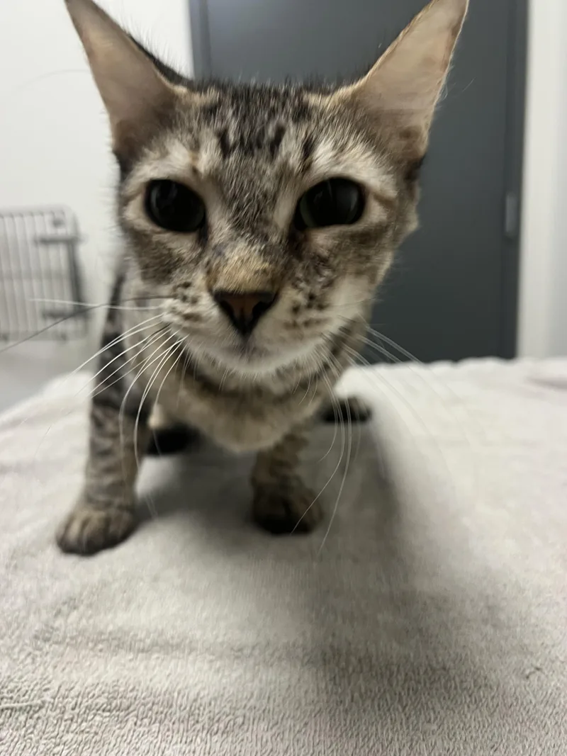 A baby medium-sized male Domestic Short Hair cat named Oogway for adoption in Chico, CA