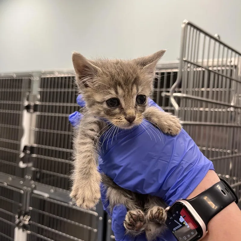 A baby small-sized female Gray / Blue / Silver Domestic Short Hair cat named CircleK for adoption in Greensboro, NC