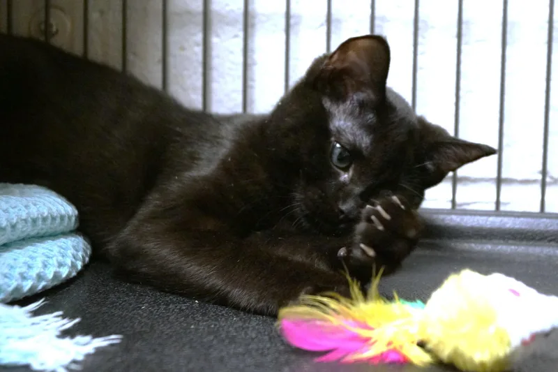 A baby medium-sized female Black Domestic Short Hair cat named Maya for adoption in New Milford, CT