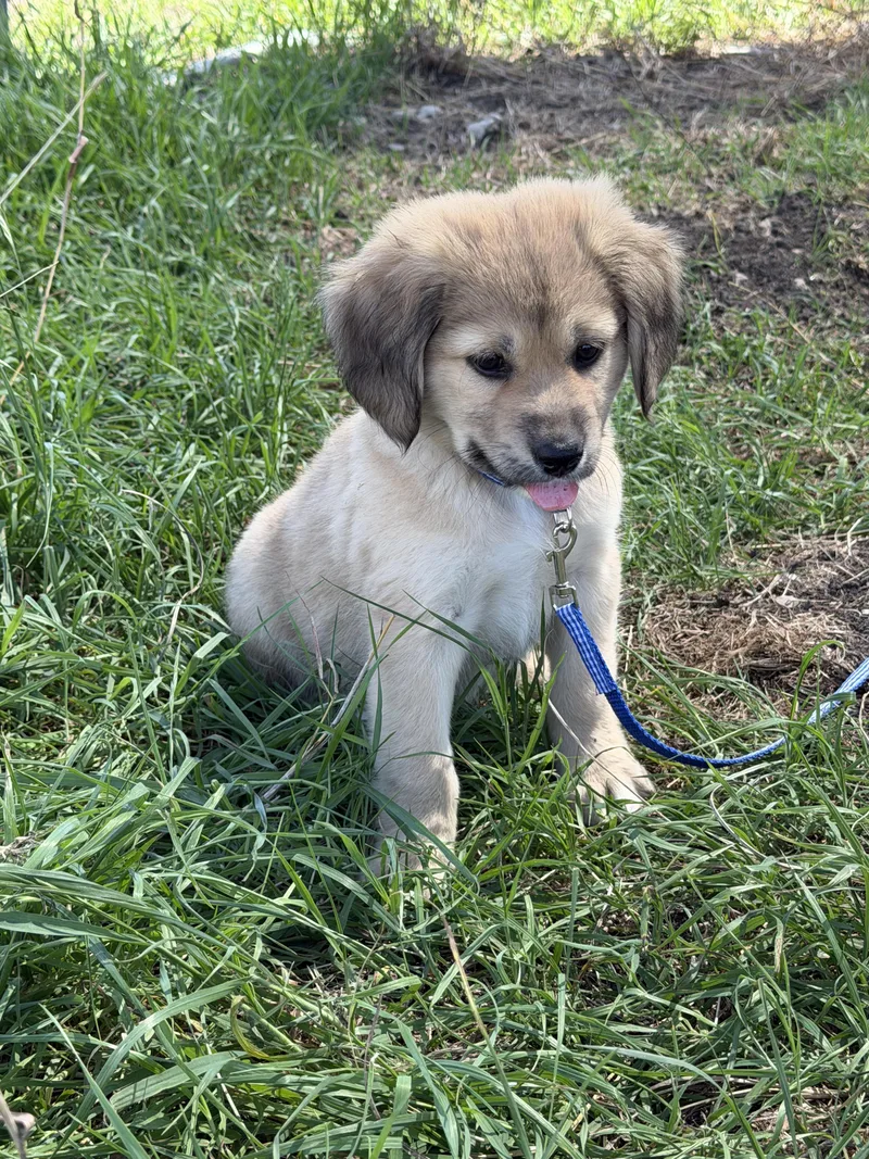 Hamilton thumbnail 4