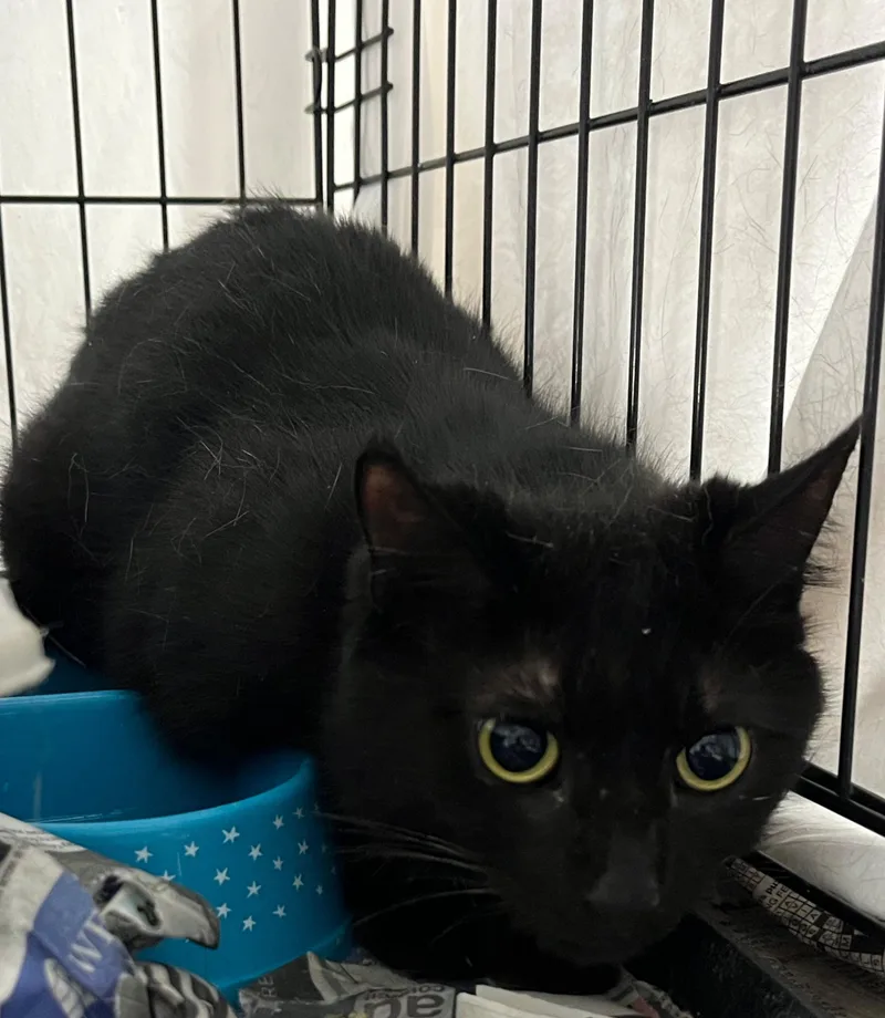 An adult medium-sized male Black Domestic Short Hair cat named Newton for adoption in Williamsburg, VA