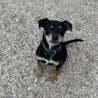 A young medium-sized male Black Coonhound dog named Karlos for adoption in Matteson, IL