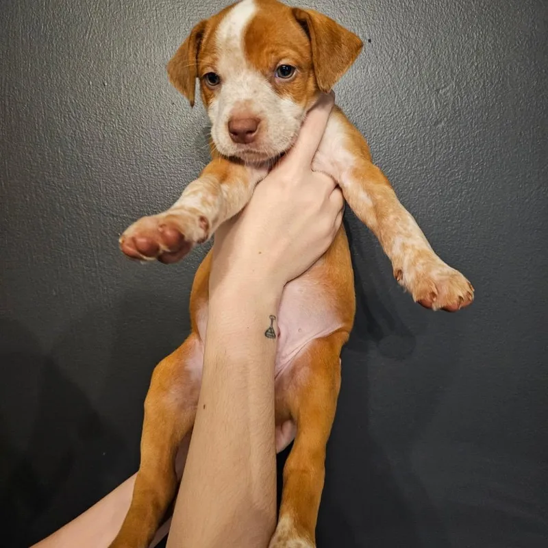 A baby medium-sized male Brown / Chocolate Mixed Breed dog named Rug for adoption in Mocksville, NC