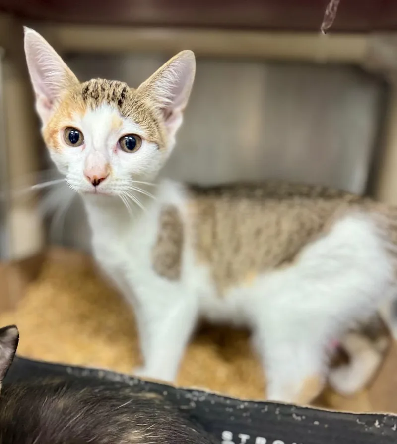 A baby medium-sized female Domestic Short Hair cat named Broom for adoption in Danielsville, GA