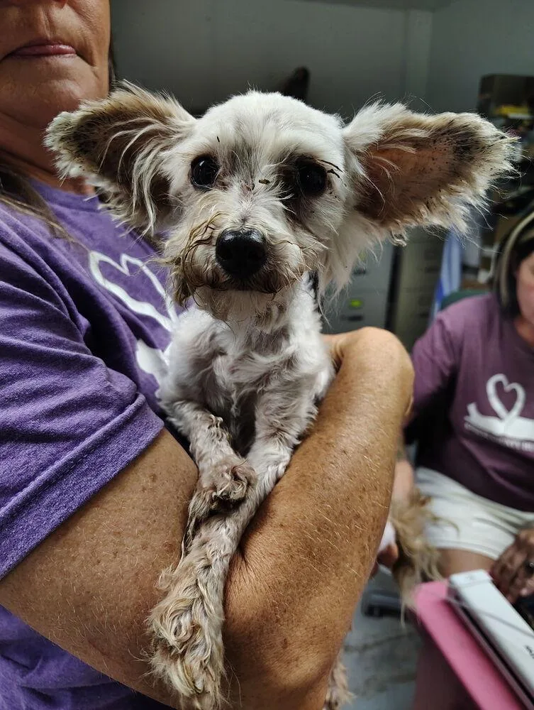 An adult small-sized male White / Cream Poodle dog named Norton for adoption in Linton, IN