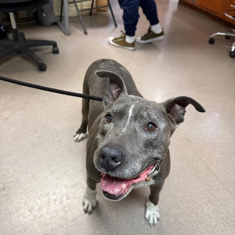 A senior large-sized male Gray / Blue / Silver Pit Bull Terrier dog named Osito for adoption in Pasadena, CA