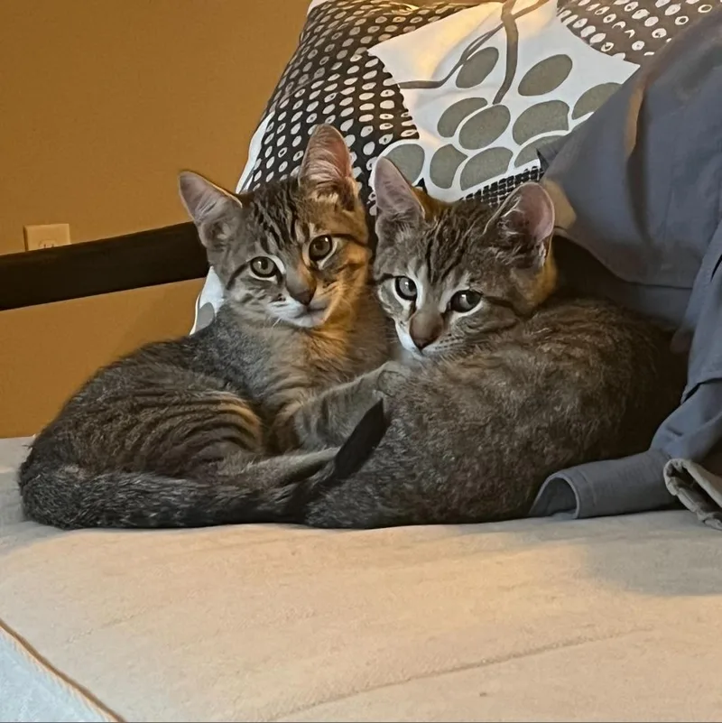 An adult large-sized male Brown / Chocolate Domestic Short Hair cat named Hayes for adoption in Denver, CO