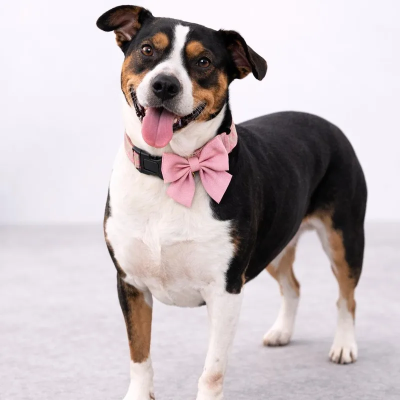 Tootsie Gs thumbnail 2