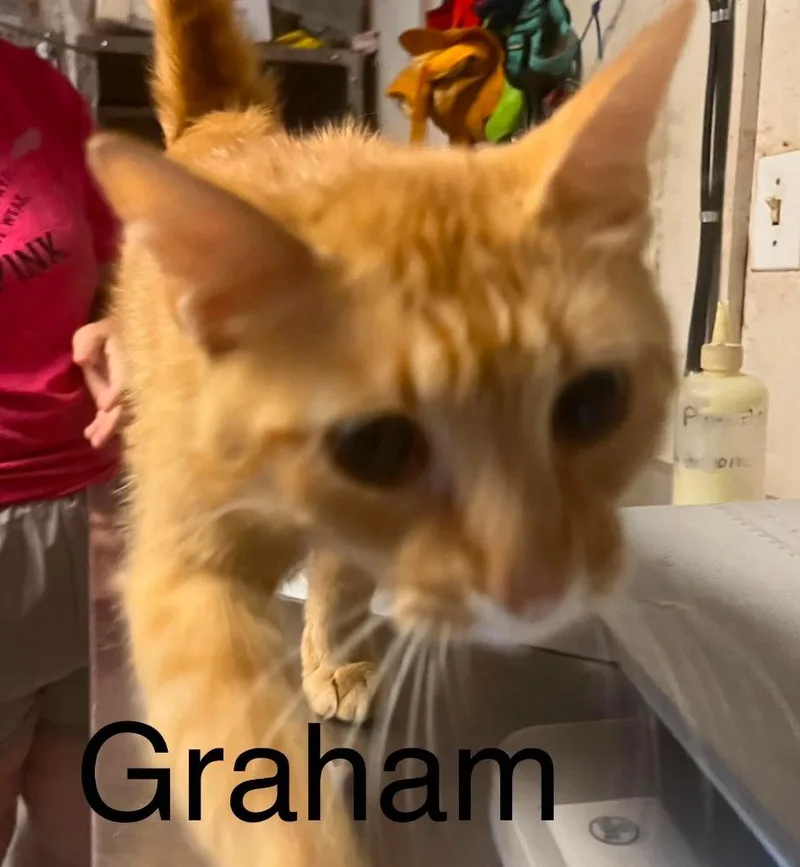 Graham