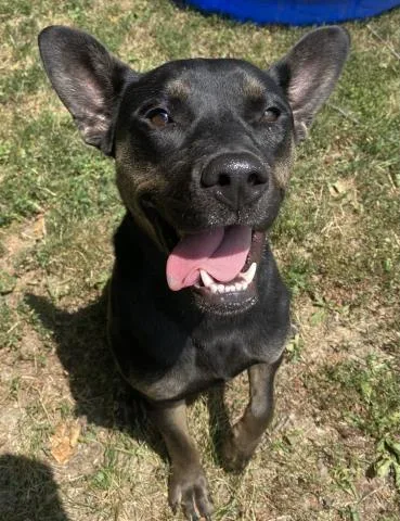 A young medium-sized female Australian Cattle Dog / Blue Heeler dog named Sydney for adoption in Clinton Township, MI