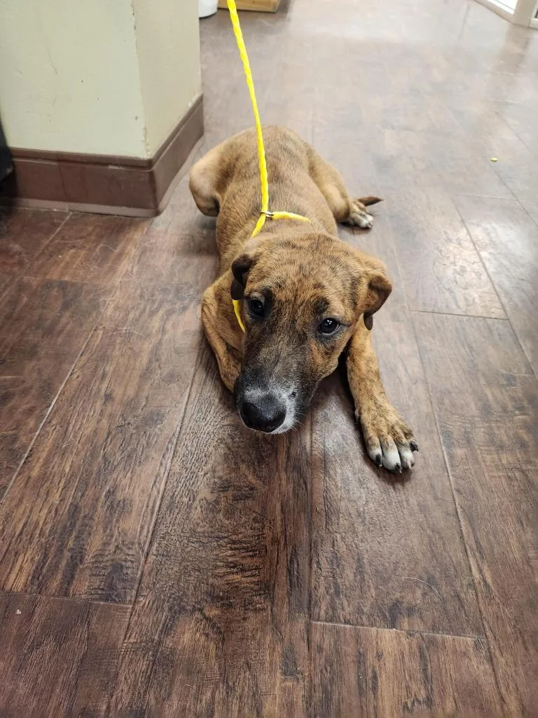 A baby medium-sized female Plott Hound dog named Dog Kennel for adoption in Greenville, TX