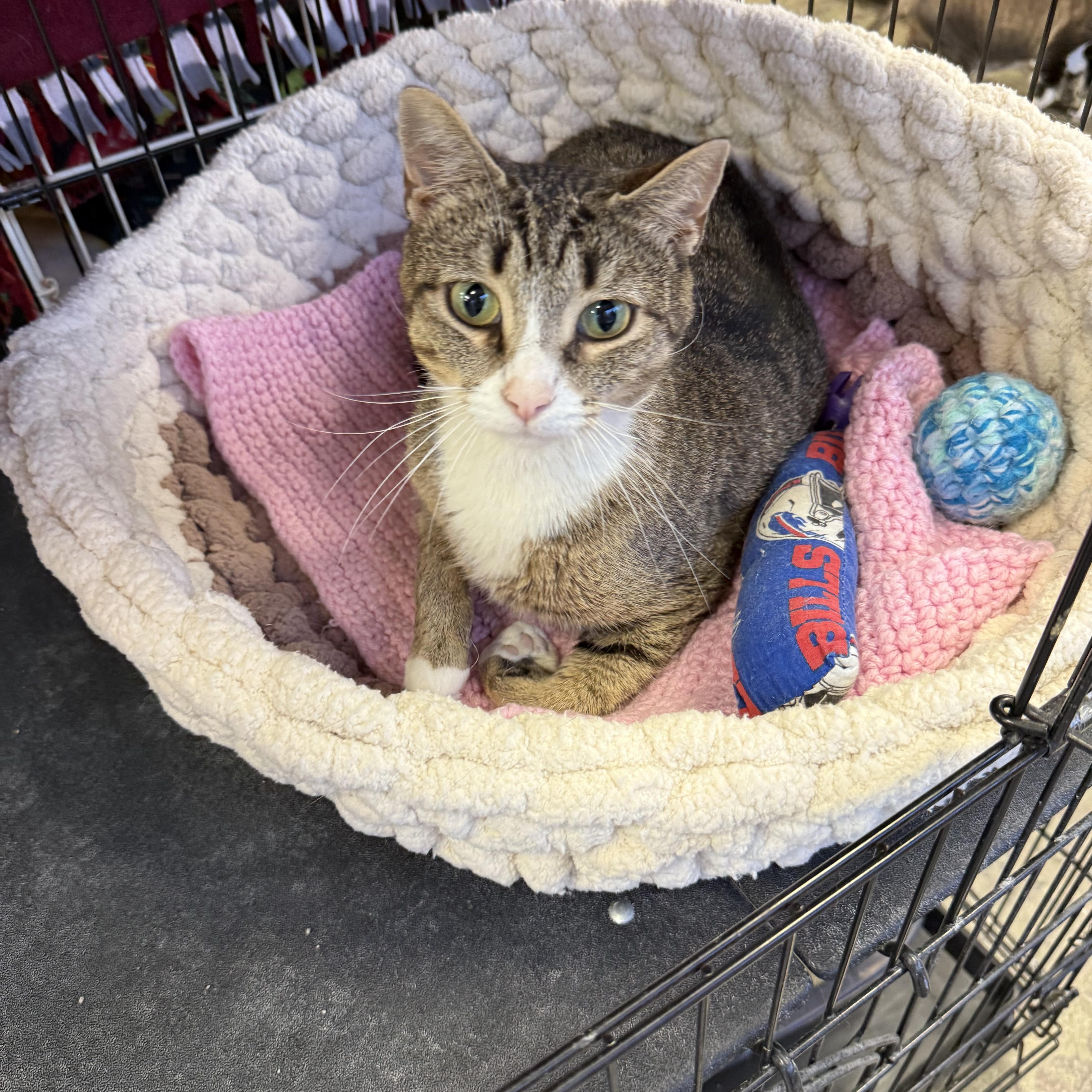 An adult medium-sized female Tabby (Brown / Chocolate) Domestic Short Hair cat named Lorraine for adoption in Hamburg, NY