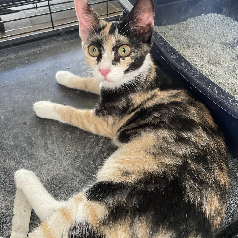 A baby medium-sized female Calico Domestic Short Hair cat named Poppy for adoption in Franklin, MA
