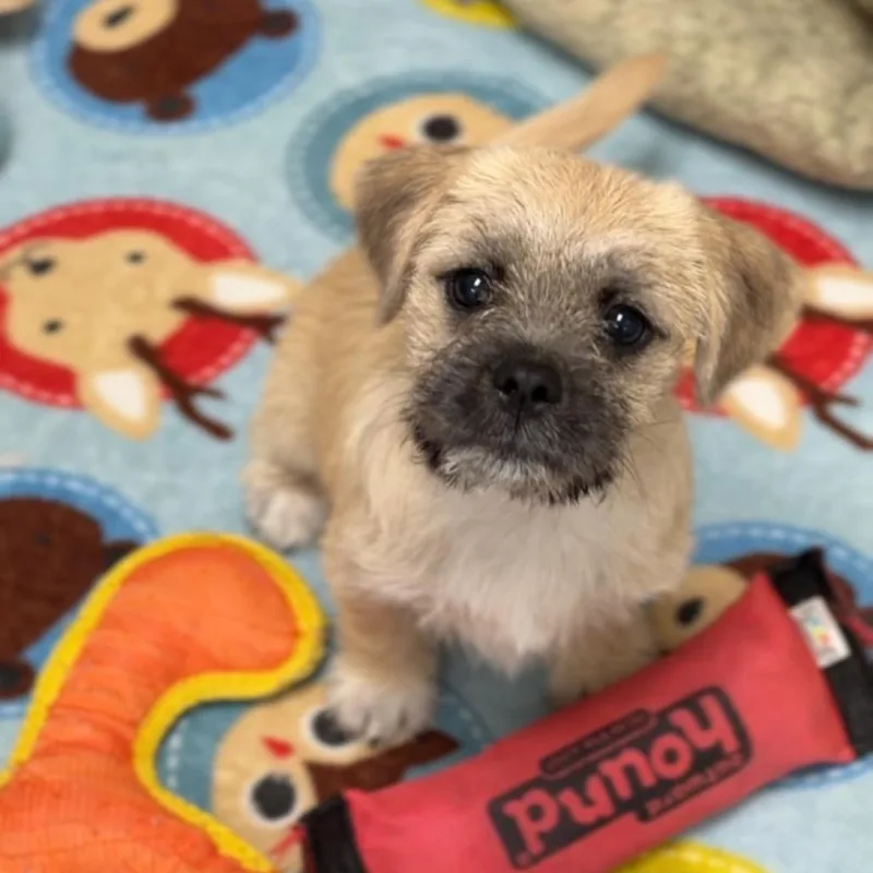 A baby small-sized female Yellow / Tan / Blond / Fawn Brussels Griffon dog named Gwen A for adoption in Mission Hills, CA
