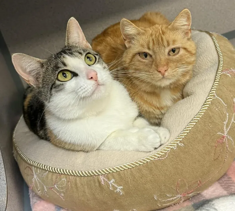 Roo And Rosie  thumbnail 2