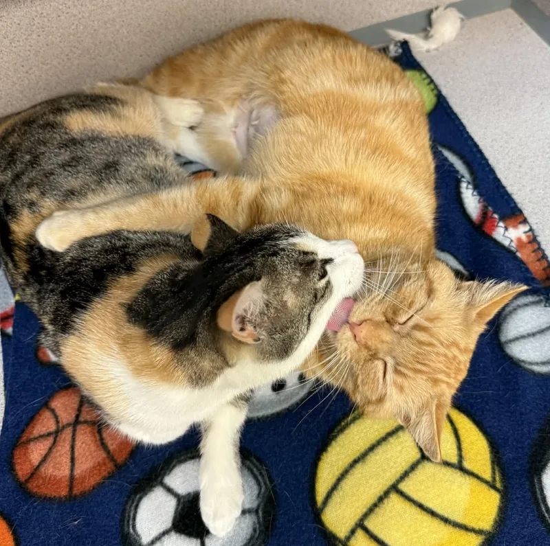 Roo And Rosie  thumbnail 5