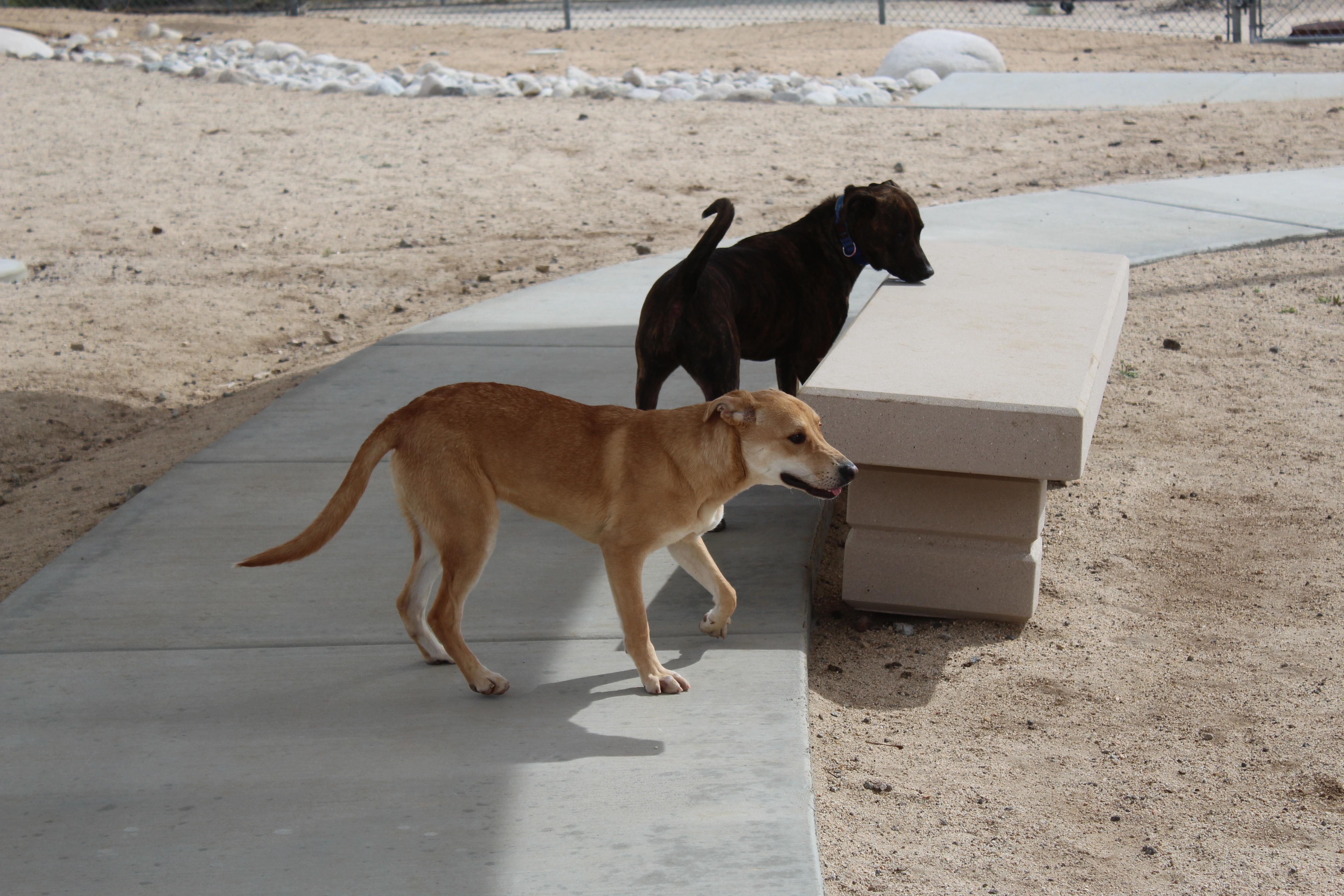 An adult medium-sized female Brindle Pit Bull Terrier dog named Canela for adoption in Yucca Valley, CA