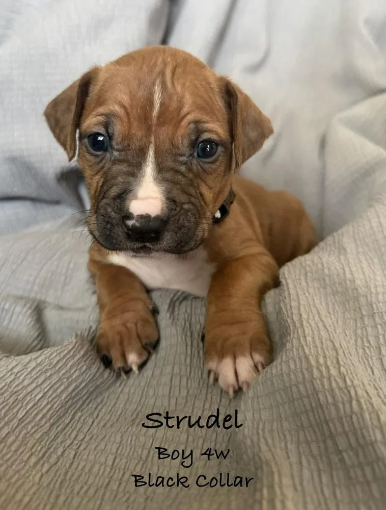 A baby small-sized male White / Cream Pit Bull Terrier dog named Strudel for adoption in Colorado Springs, CO