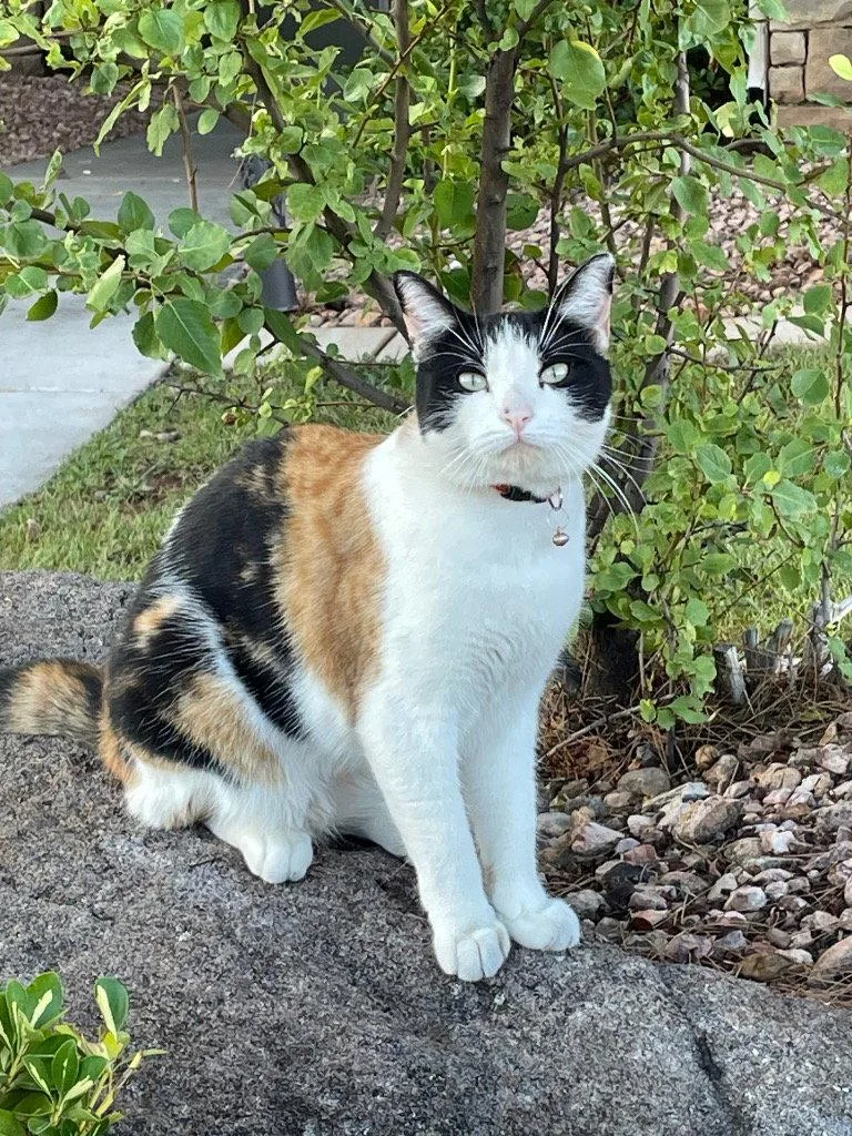 An adult small-sized female Domestic Short Hair cat named Shelby for adoption in Saint George, UT
