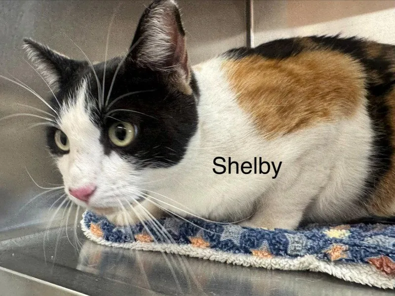 Shelby thumbnail 2