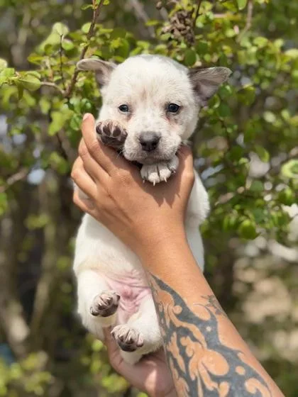 A baby medium-sized male Australian Shepherd dog named Beau for adoption in Morton Grove, IL