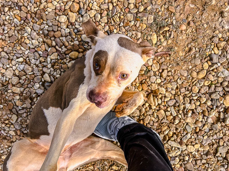 Pepper thumbnail 2