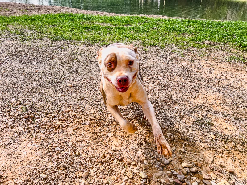 Pepper thumbnail 5