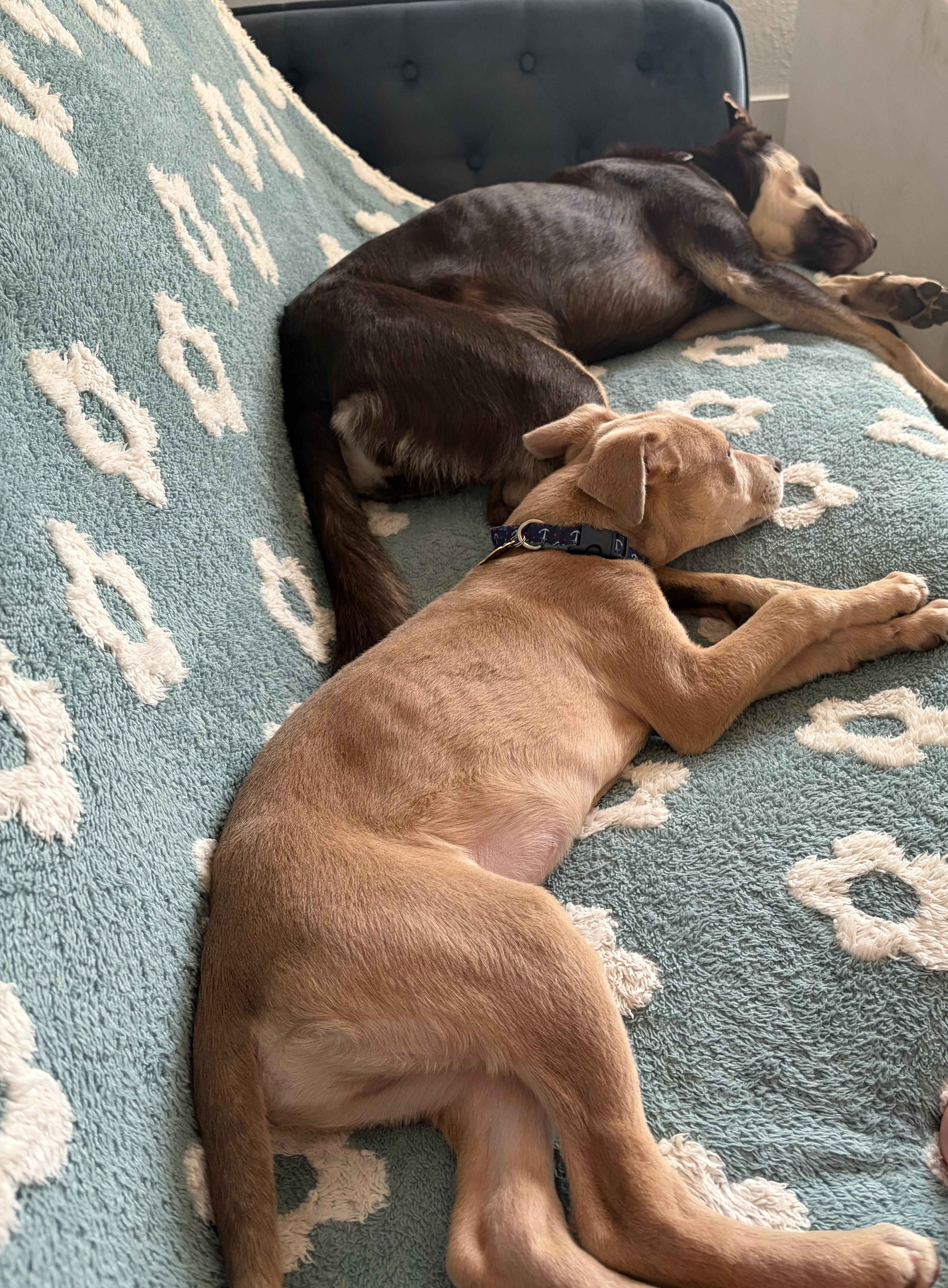 A baby medium-sized male Carolina Dog dog named Scooby for adoption in Houston, TX