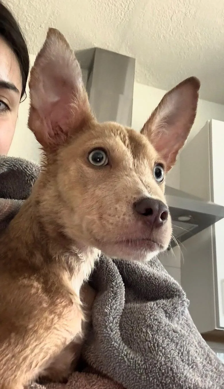 Scooby thumbnail 4