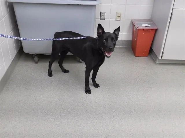 Koda