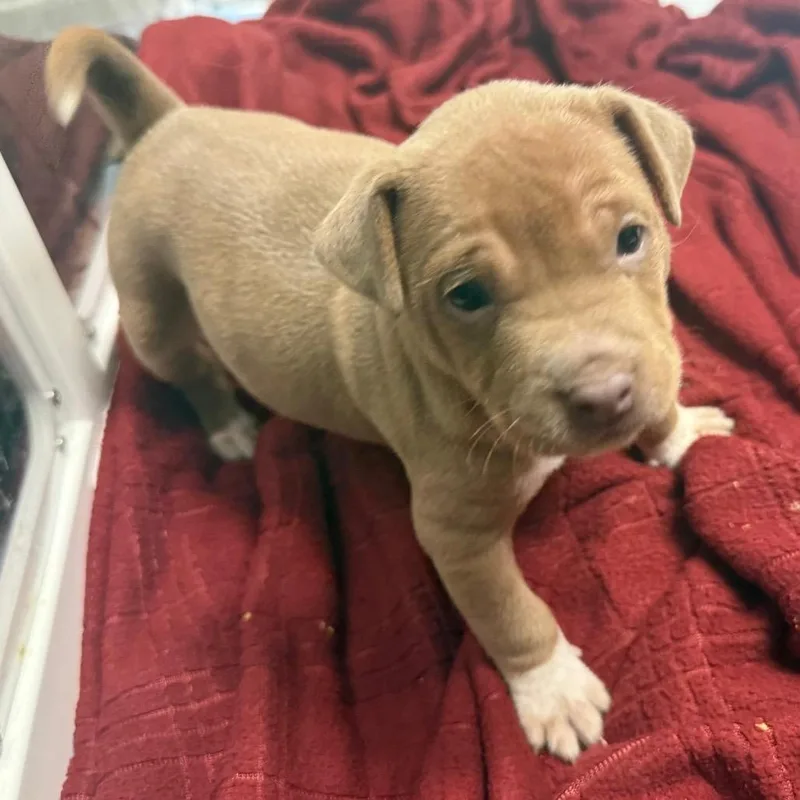 A baby small-sized male Brown / Chocolate Mixed Breed dog named Hoot Man for adoption in Austin, TX