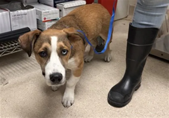 A young medium-sized female Shepherd dog named Lucia for adoption in Bakersfield, CA