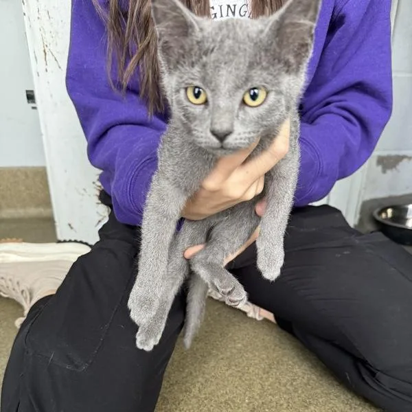 A baby medium-sized female Domestic Short Hair cat named Balalaika for adoption in Des Moines, IA