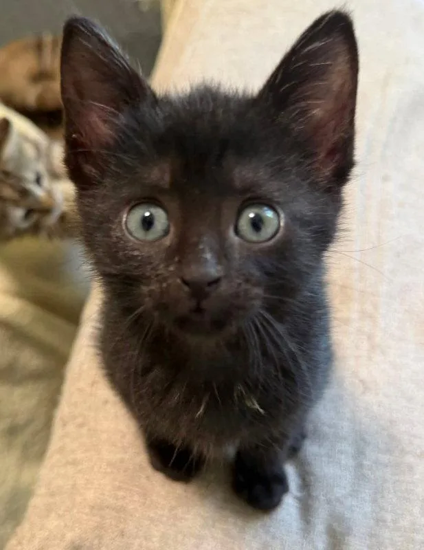 A young medium-sized female Black Domestic Short Hair cat named Nior for adoption in Knoxville, TN
